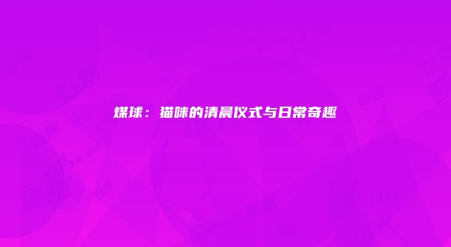 煤球：猫咪的清晨仪式与日常奇趣